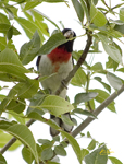 Rose Breasted Grosbeak